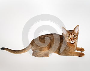 Young Abyssinian cat