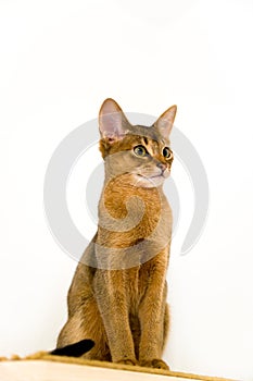 Young Abyssinian cat