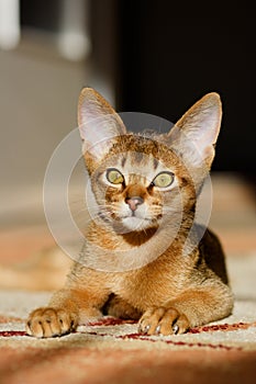Young Abyssinian cat in action