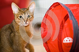 Young Abyssinian cat in action