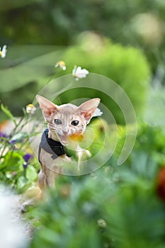 Young Abyssinian cat color Faun with a leash walking around the yard. Pets walking outdoors, adventures n the Park