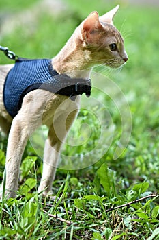 Young Abyssinian cat color Faun with a leash walking around the yard. Pets walking outdoors, adventures n the Park