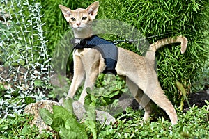 Young Abyssinian cat color Faun with a leash walking around the yard. Pets walking outdoors, adventures n the Park