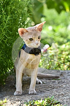 Young Abyssinian cat color Faun with a leash walking around the yard. Pets walking outdoors, adventures n the Park