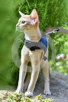 Young Abyssinian cat color Faun with a leash walking around the yard. Pets walking outdoors, adventures n the Park