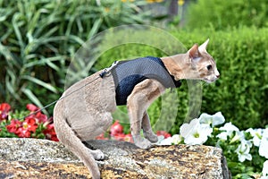 Young Abyssinian cat color Faun with a leash walking around the yard. Pets walking outdoors, adventures n the Park