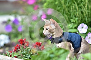 Young Abyssinian cat color Faun with a leash walking around the yard. Pets walking outdoors, adventures n the Park