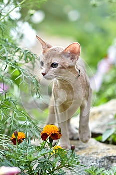 Young Abyssinian cat color Faun with a leash walking around the yard. Pets walking outdoors, adventures n the Park