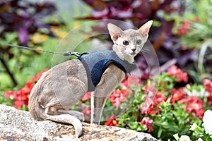 Young Abyssinian cat color Faun with a leash walking around the yard. Pets walking outdoors, adventures n the Park.