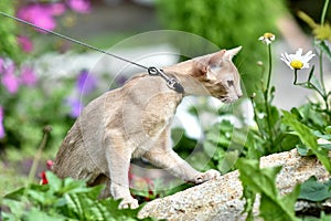 Young Abyssinian cat color Faun with a leash walking around the yard. Pets walking outdoors, adventures n the Park.