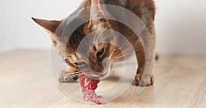 Young abyssinian cat eating meat from table