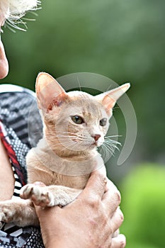 A young Abyssinian cat, fawn is sitting in the hands of the hostess