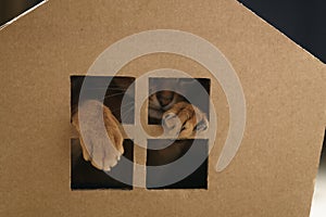 Young abyssinian cat playing inside cardboard house from box