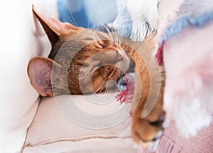 Young Abyssinian red cat sleep in bed. Sweet kitten under pink and blue blanket. Pastel color photo.