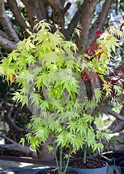 Young acer maple trees