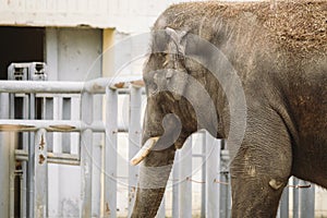 Young active african elephant at the zoo. An active herbivore elephant during the rut period, in the spring wants love and is