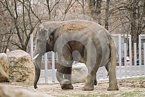 Young active african elephant at the zoo. An active herbivore elephant during the rut period, in the spring wants love and is