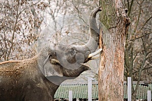 Young active african elephant at the zoo. An active herbivore elephant during the rut period, in the spring wants love and is