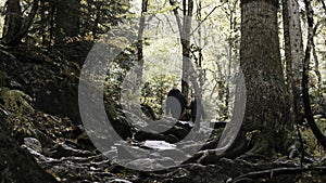 Young active woman and her son hiking, trekking in the woods. Creative. Autumn walk on stony path with tree roots.