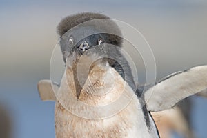 Young Adelie Penguin on Yalour Island, Antarctica.