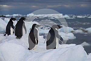 Young Adelie penguins stand on the ice by the ocean before heading out to sea for the first time. Antarctica