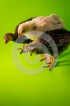 Three Farm Chickens