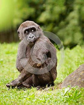 Young adolescent gorilla