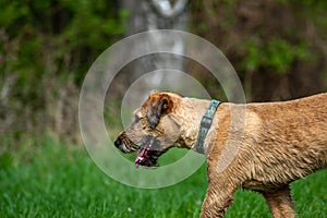 Young adopted fox terrier dog enjoying a day in nature