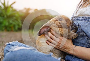 young adorable bunny being hugged by female shepherd
