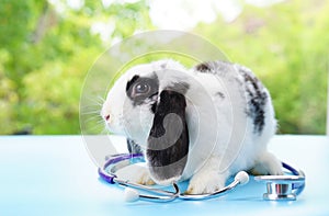 Young adorable bunny with stethoscope,healthy fluffy bunny sitting on table