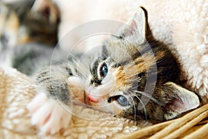 Young adorable kitten in a basket.