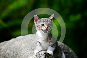 Young Adorable Kitten photo