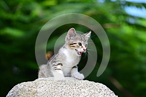 Young Adorable Kitten