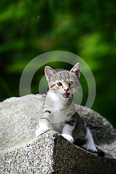 Young Adorable Kitten photo