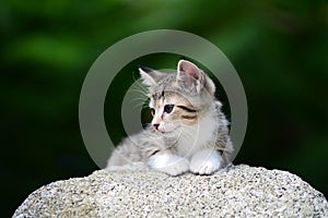 Young Adorable Kitten photo