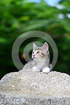 Young Adorable Kitten