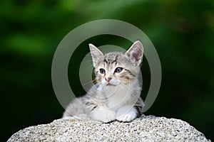 Young Adorable Kitten photo