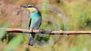 Young and adult bee-eaters sit on a branch and fly away