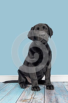 Young adult black labrador retriever in a blue living room