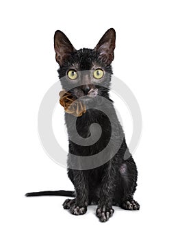 Young adult black Lykoi cat kitten, isolated on white backgroud