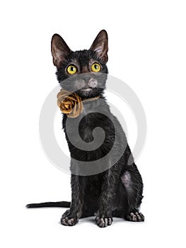 Young adult black Lykoi cat kitten, isolated on white backgroud