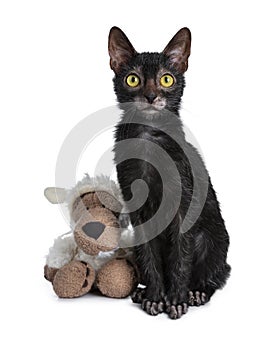 Young adult black Lykoi cat kitten, isolated on white backgroud