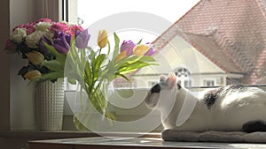 A young adult black and white European Shorthair cat is resting on the windowsill