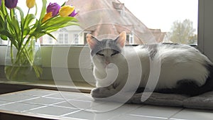 A young adult black and white European Shorthair cat is resting on the windowsill