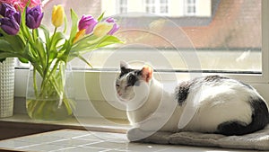 A young adult black and white European Shorthair cat is resting on the windowsill