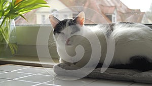 A young adult black and white European Shorthair cat is resting on the windowsill