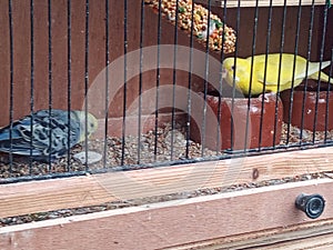 Young adult budgies