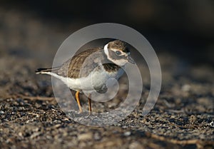 Young and adult common ringed plover