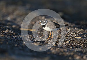 Young and adult common ringed plover