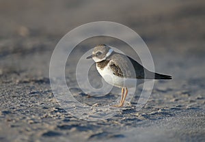 Young and adult common ringed plover